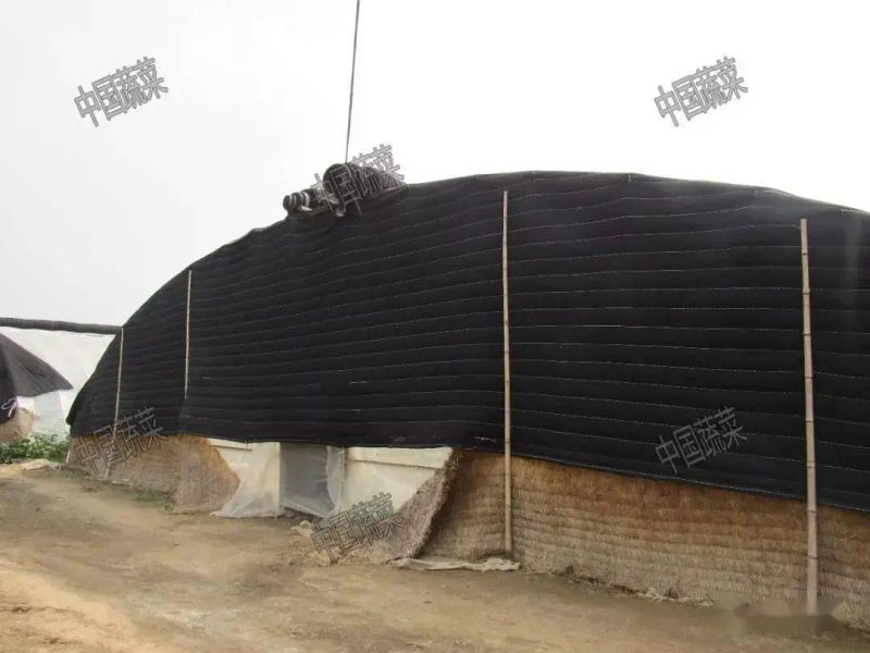 Technology for fruit growing in large sheds