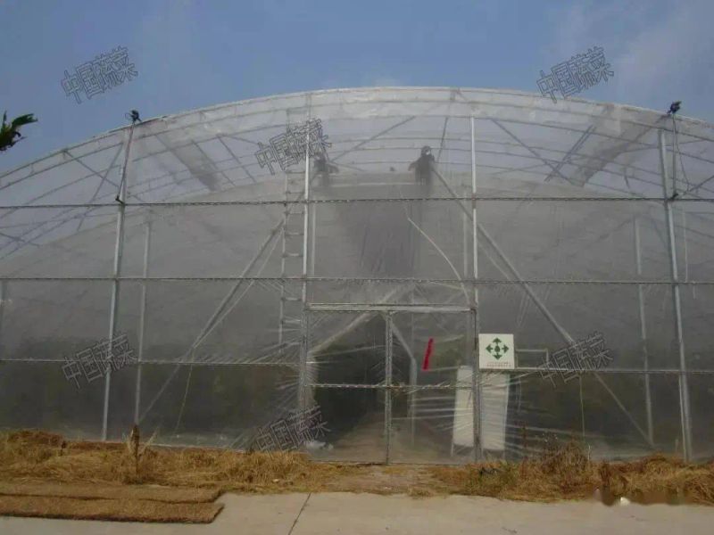 Technology for fruit growing in large sheds