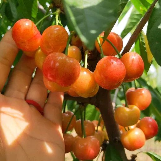 樱桃盆栽种植方法