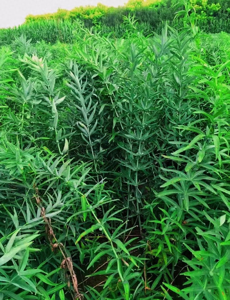 板蓝根种植技术与效益