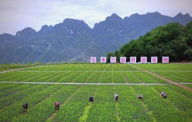板蓝根种植技术与效益