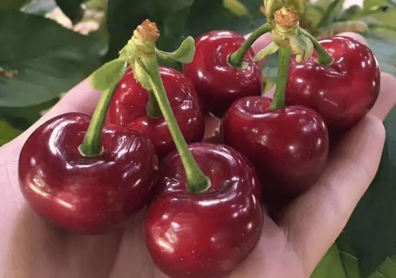 樱桃盆栽种植方法