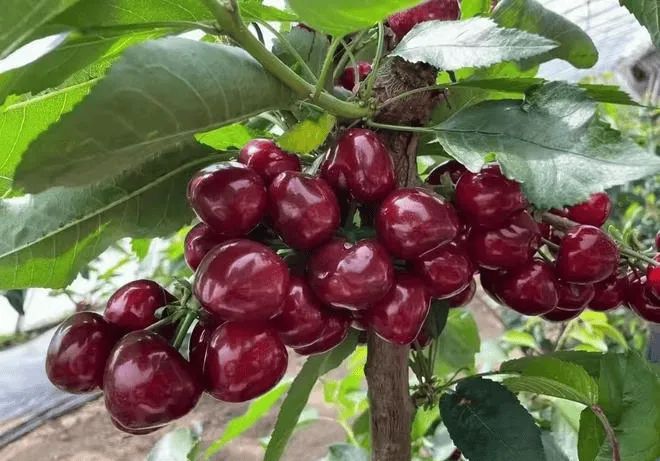 樱桃盆栽种植方法