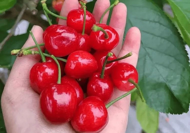 樱桃盆栽种植方法