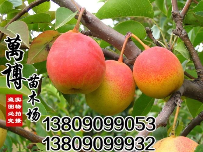 南方圆黄梨种植技术