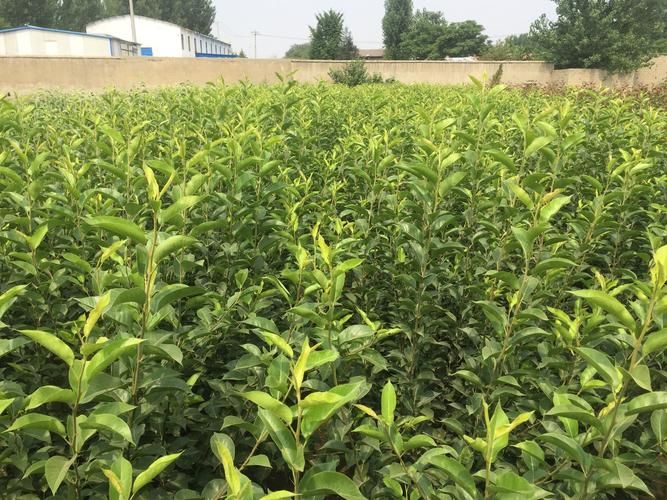 南方圆黄梨种植技术