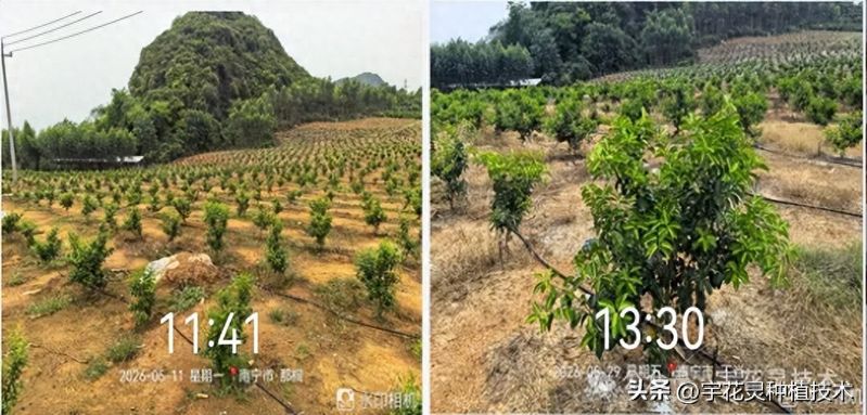 Orange tree planting technology video