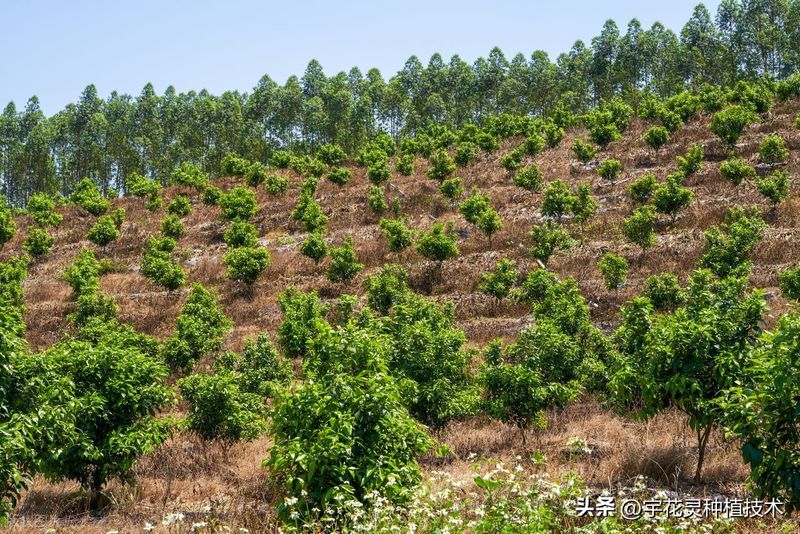 Orange tree planting technology video