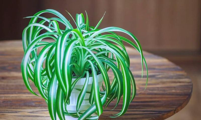 The method of breeding the chandelier