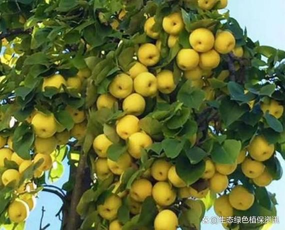 南方圆黄梨种植技术