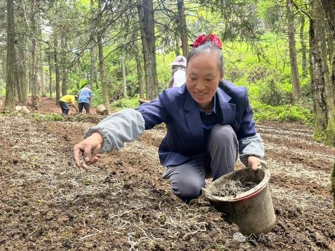 板蓝根种植技术与效益