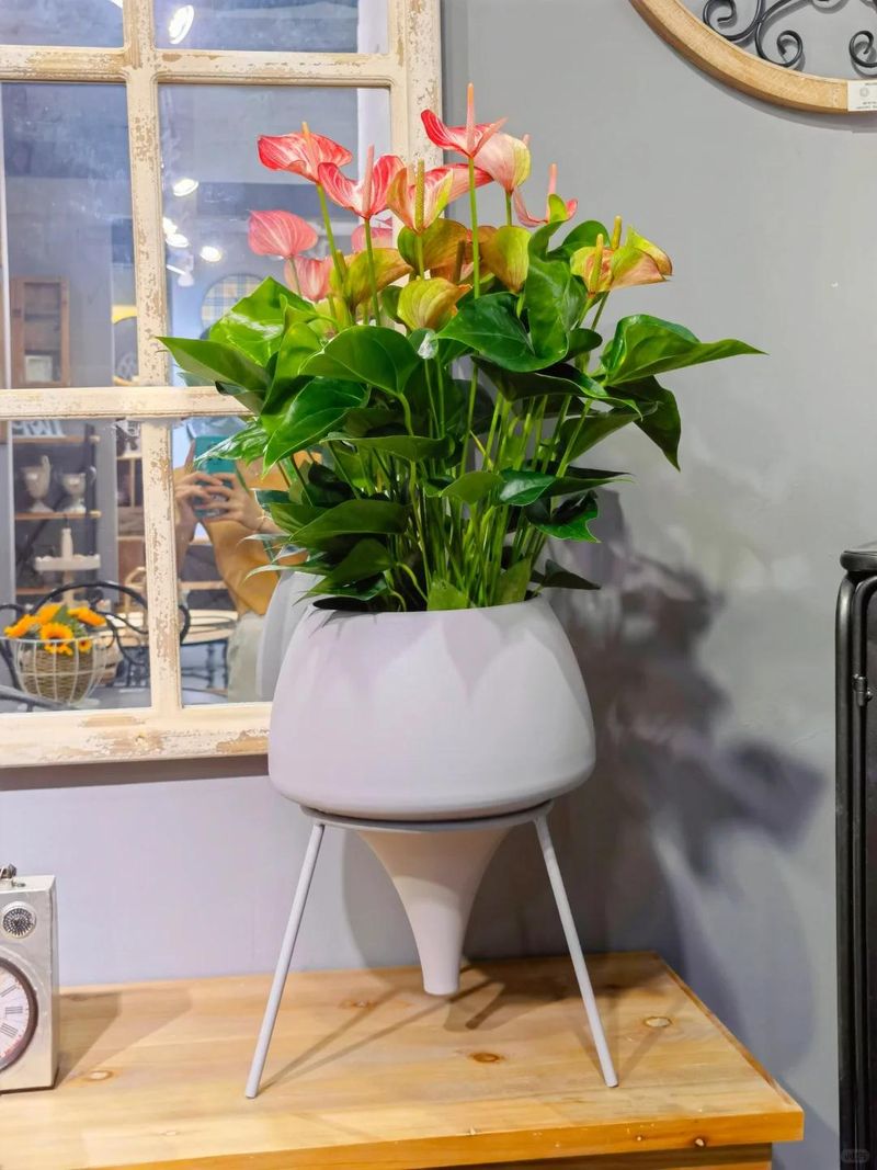 The method of breeding the chandelier