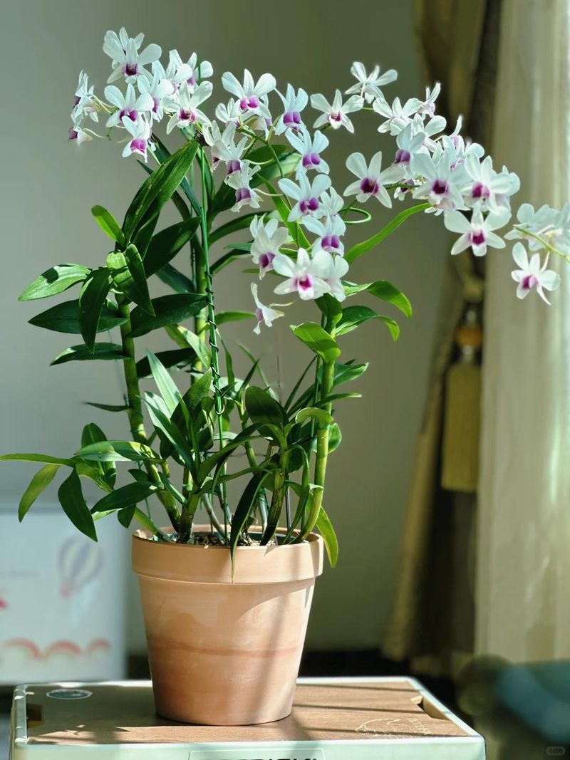The method of breeding the chandelier