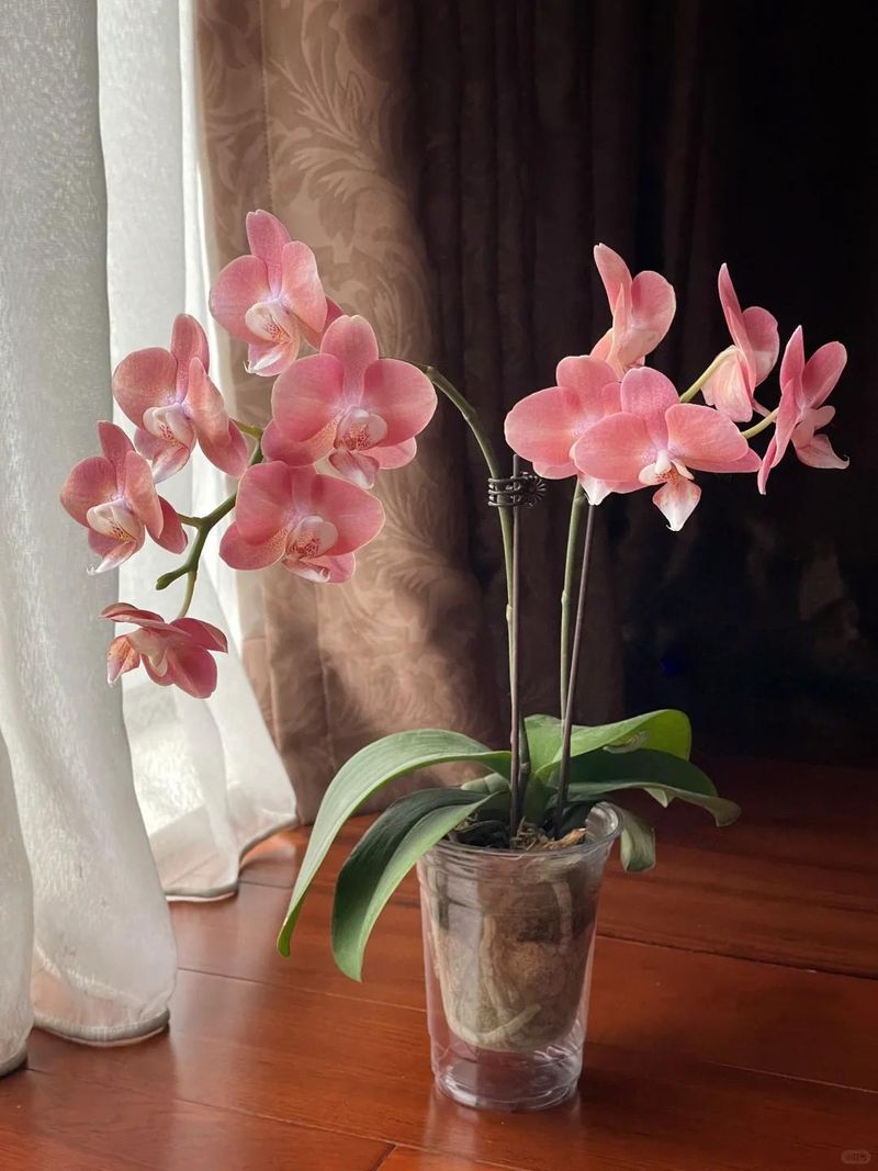 The method of breeding the chandelier