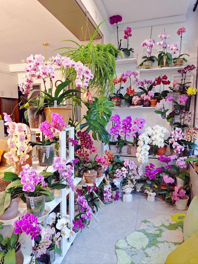 The method of breeding the chandelier