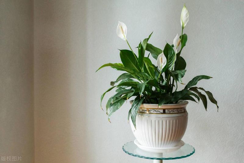 The method of breeding the chandelier