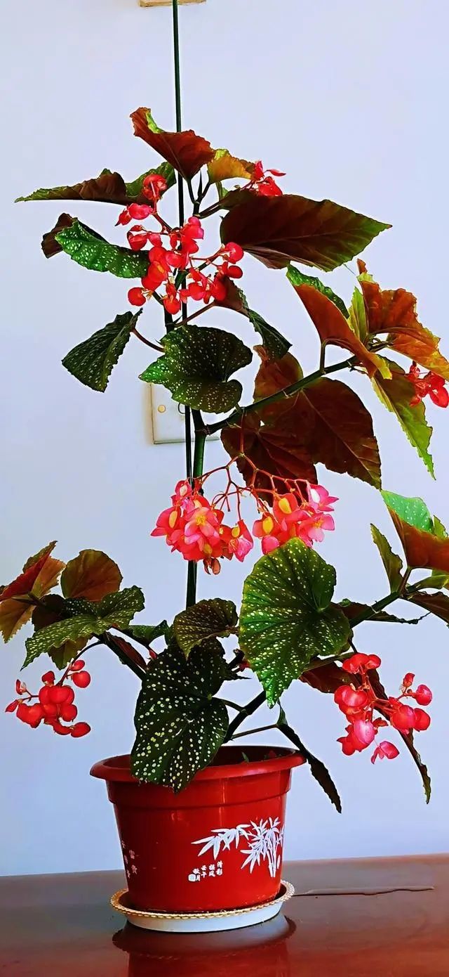 The method of breeding the chandelier