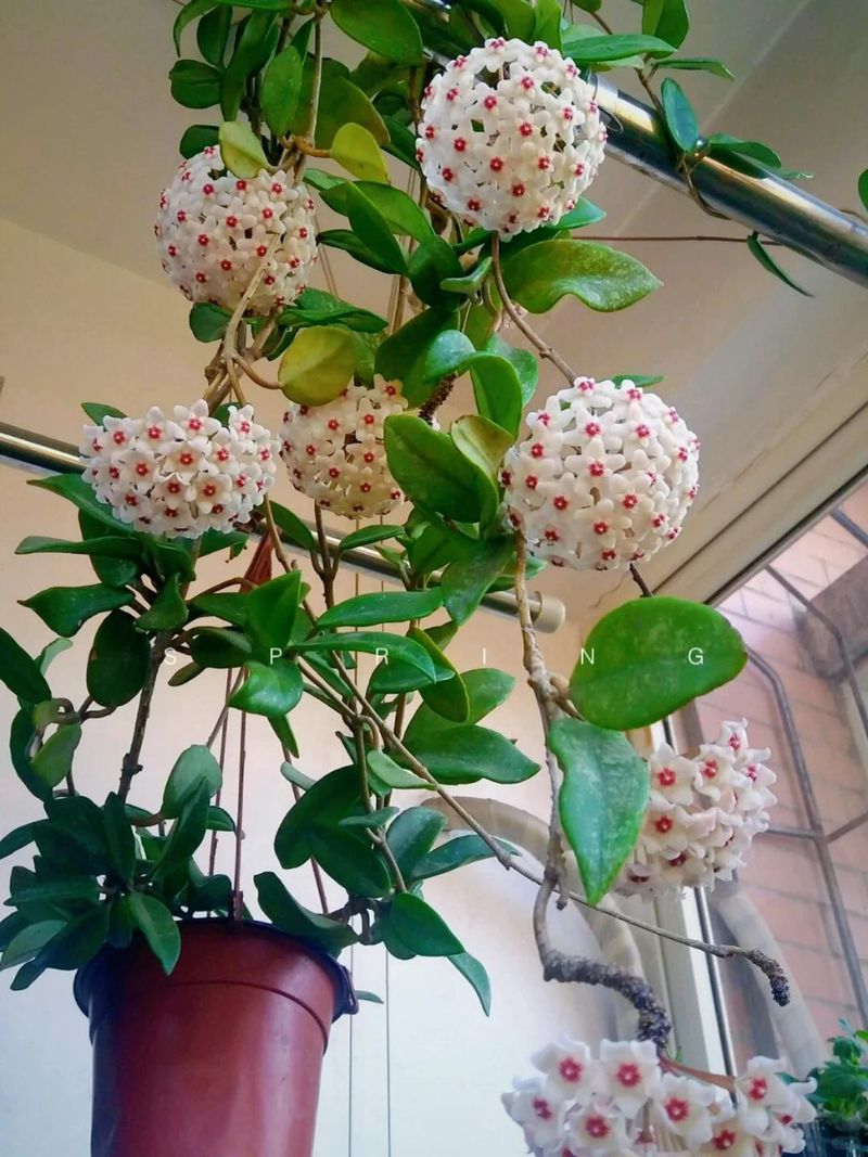 The method of breeding the chandelier