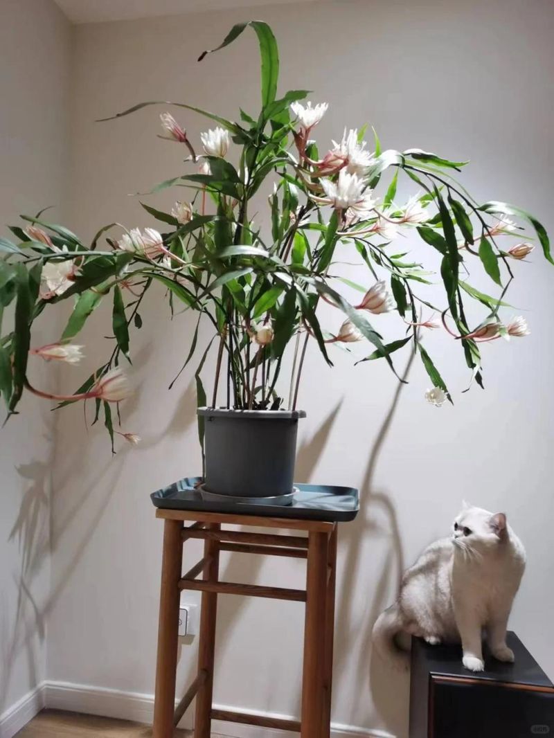 The method of breeding the chandelier