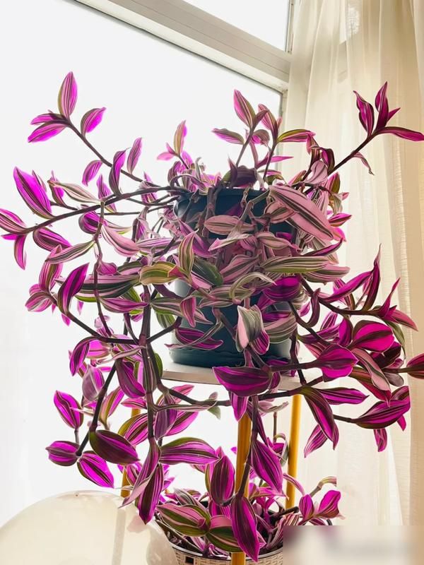 The method of breeding the chandelier