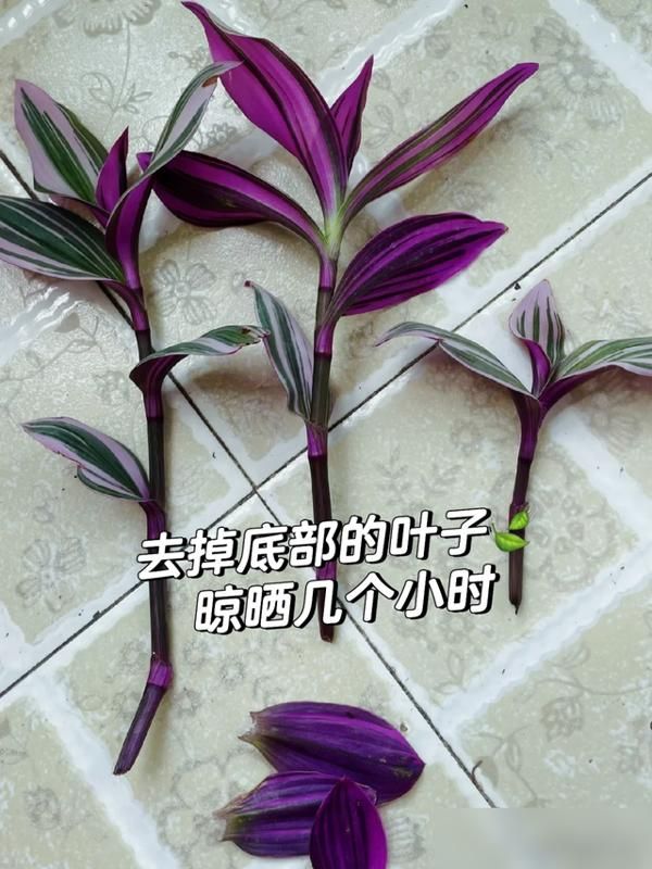 The method of breeding the chandelier