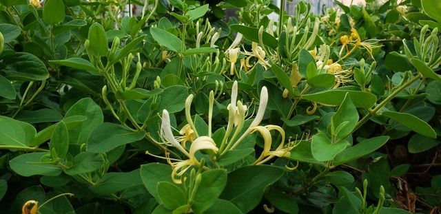 板蓝根种植技术与效益
