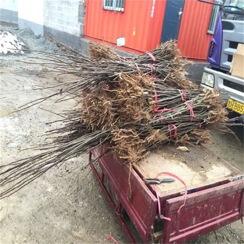 南方圆黄梨种植技术