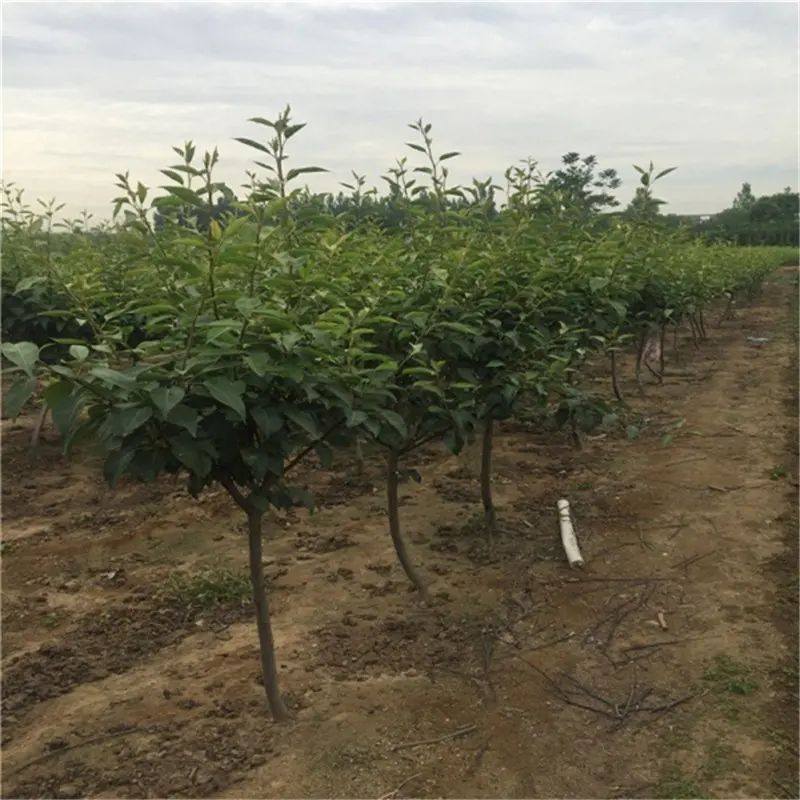 南方圆黄梨种植技术