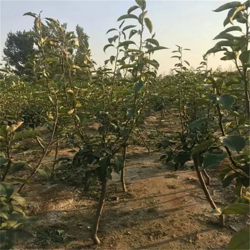 南方圆黄梨种植技术