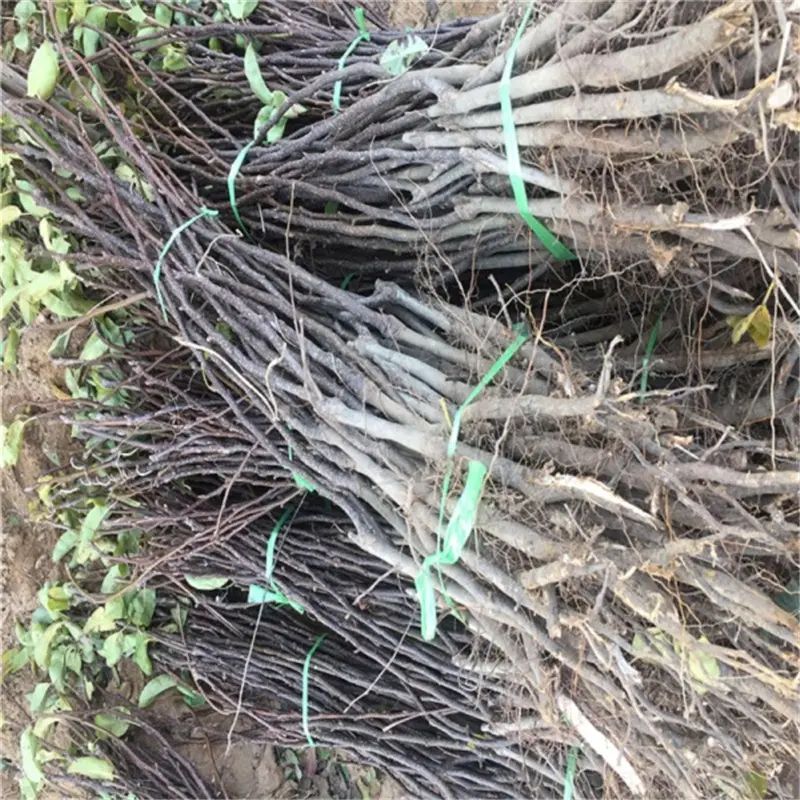 南方圆黄梨种植技术