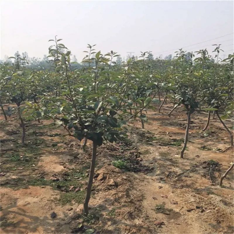 南方圆黄梨种植技术