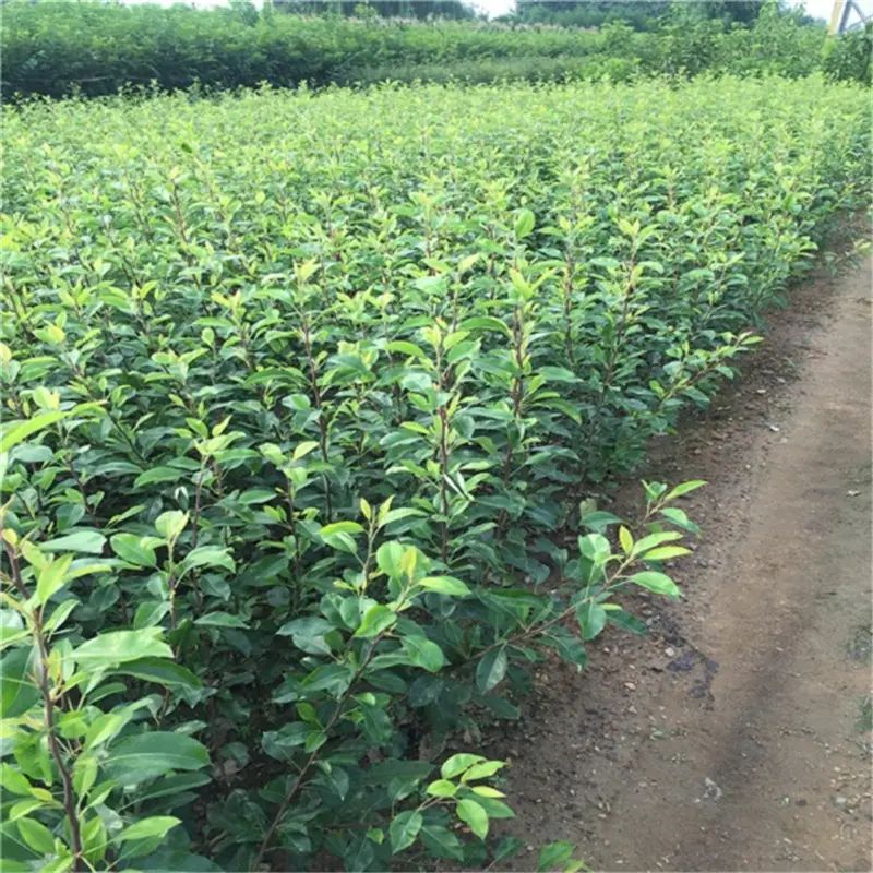 南方圆黄梨种植技术