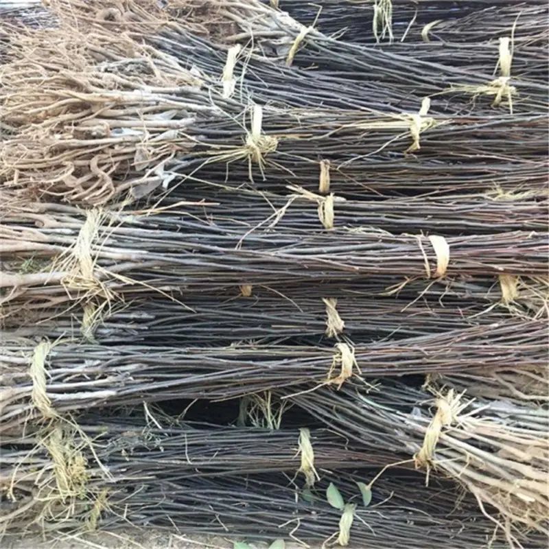 南方圆黄梨种植技术