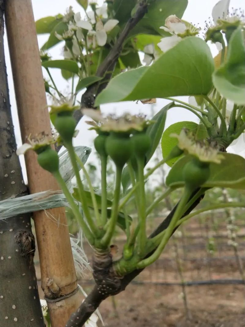南方圆黄梨种植技术