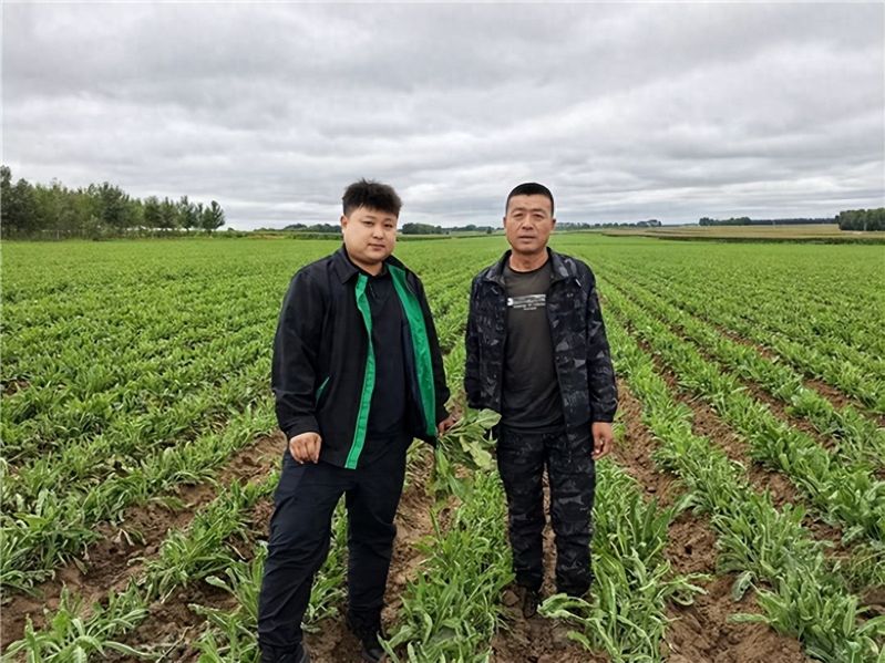 板蓝根种植技术与效益