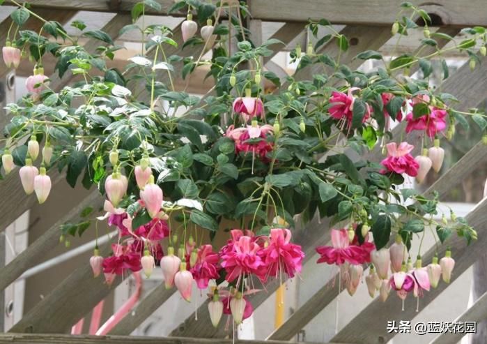 宽叶吊兰的养殖方法