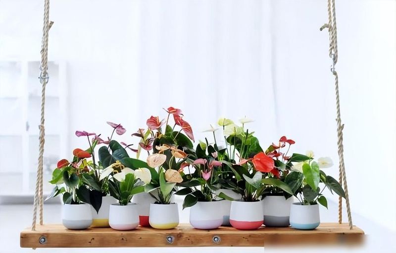 The method of breeding the chandelier