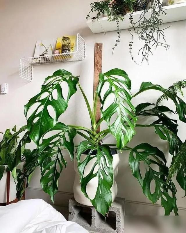 The method of breeding the chandelier