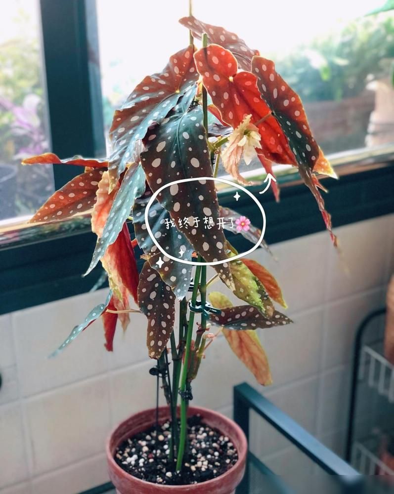 The method of breeding the chandelier