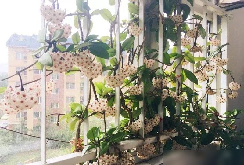 The method of breeding the chandelier