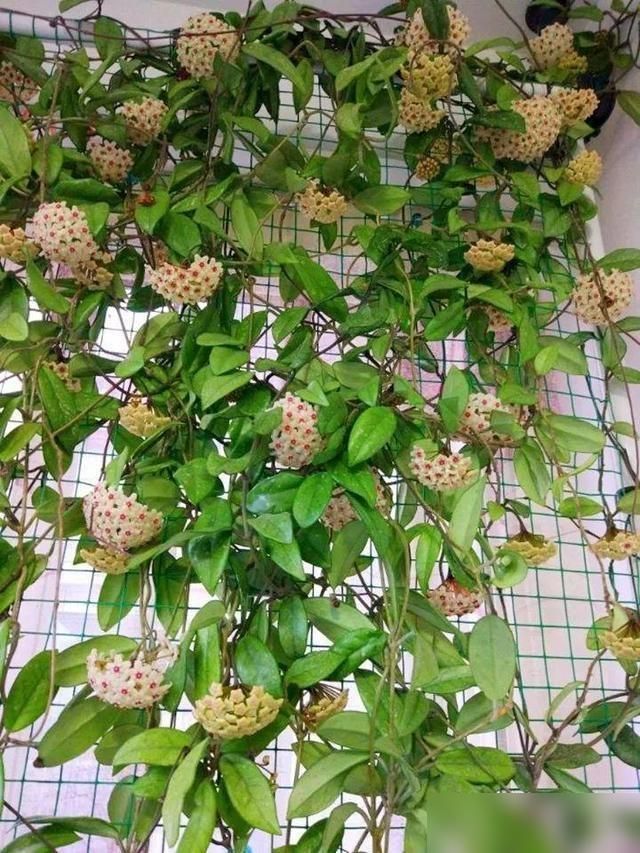 The method of breeding the chandelier