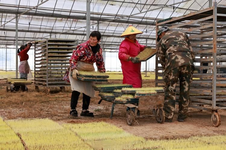 人参果种植技术视频