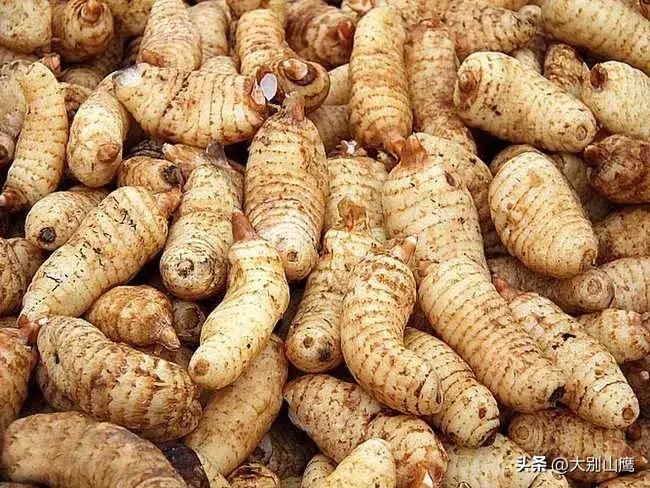 板蓝根种植技术与效益