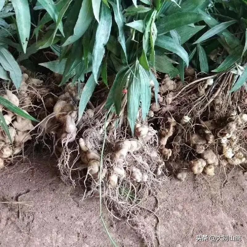 板蓝根种植技术与效益