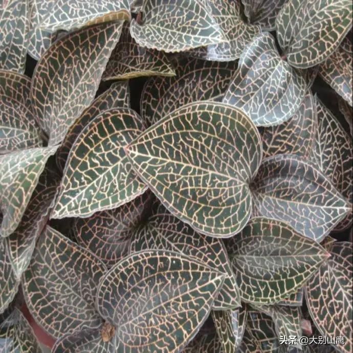 板蓝根种植技术与效益