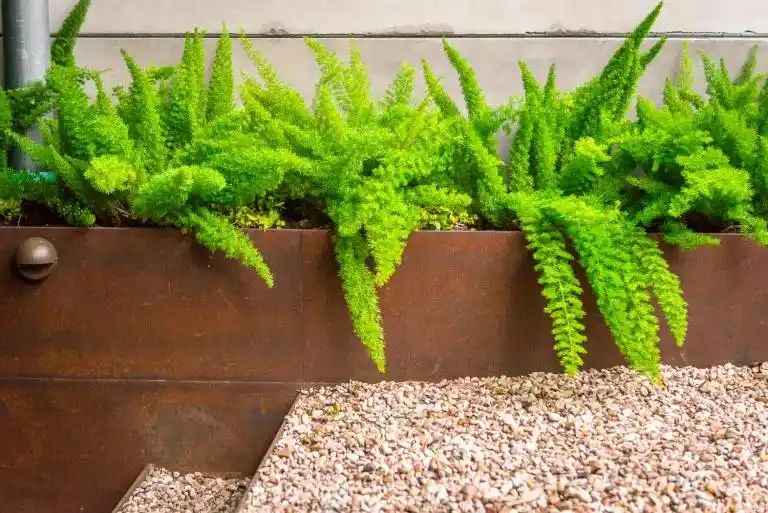 植物种植土层厚度