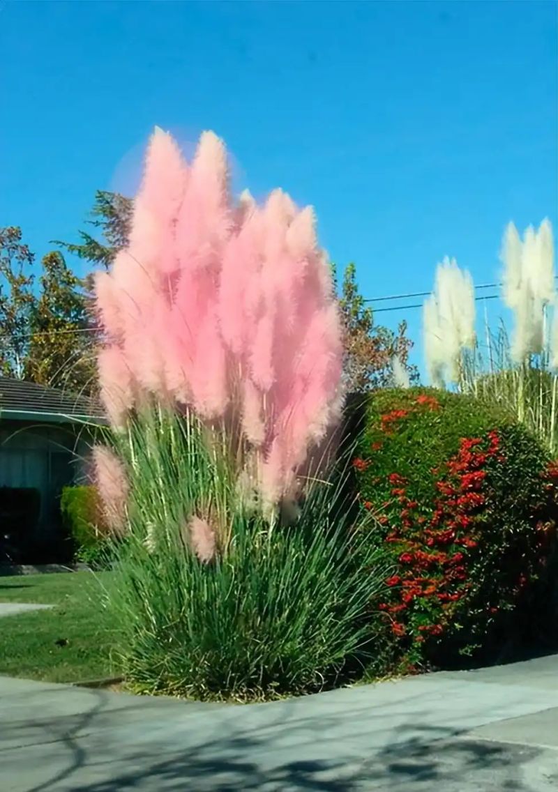 植物种植土层厚度