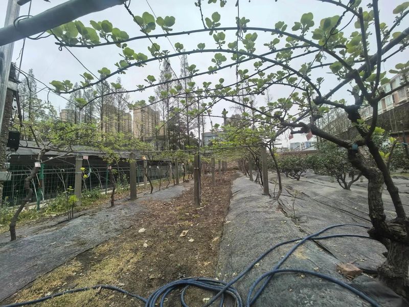 狝猴桃种植技术