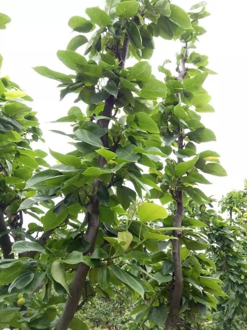 雪花梨种植技术