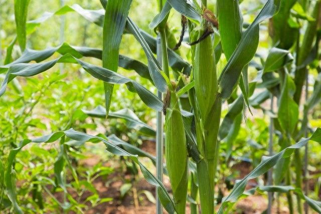 Super-high production methods for maize